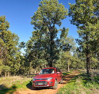 Wallingat Forest drive - Accommodation Georgetown