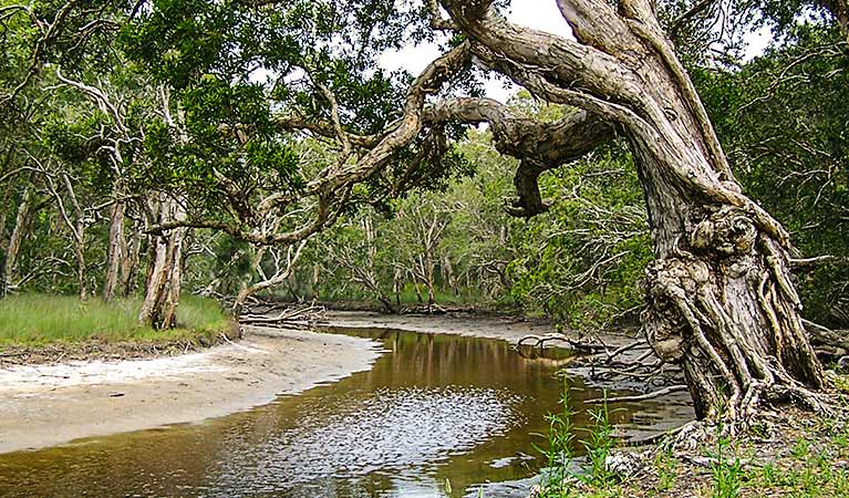 Saltwater NSW Accommodation Georgetown