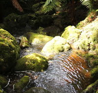 South East Forests National Park - Accommodation Georgetown