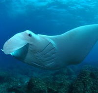 Manta Bommie Dive Site - Accommodation Georgetown