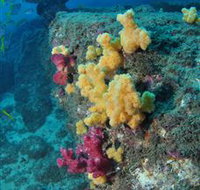 Shag Rock Dive Site - Accommodation Georgetown