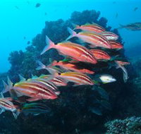 Flat Rock Dive Site - Accommodation Georgetown