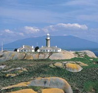 Montague Island Nature Reserve - Accommodation Georgetown