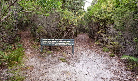 Angophora Grove Walking Track - Accommodation Georgetown 0