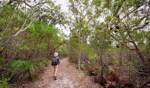 Angophora Grove Walking Track - Accommodation Georgetown 1