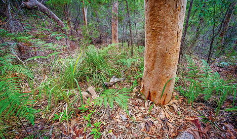 Angophora Grove Walking Track - Accommodation Georgetown 2