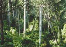 Tonghi Creek VIC Accommodation Georgetown