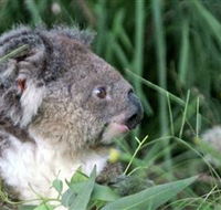 Koala Hospital - Accommodation Georgetown