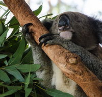 Macquarie Nature Reserve - Accommodation Georgetown