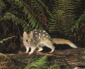 Tarkine Forest Reserve - Accommodation Georgetown 0