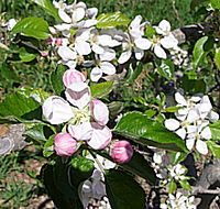 Avro Park Orchards - Accommodation Georgetown