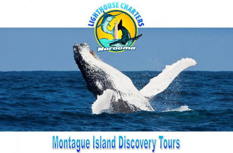 Lighthouse Charters Narooma - Accommodation Georgetown 0