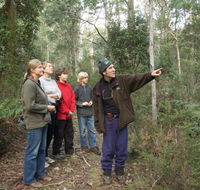 Great Western Tiers Forest Walks Tasmania - Accommodation Georgetown