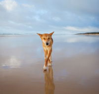 Fraser Island Adventure Tours - Accommodation Georgetown