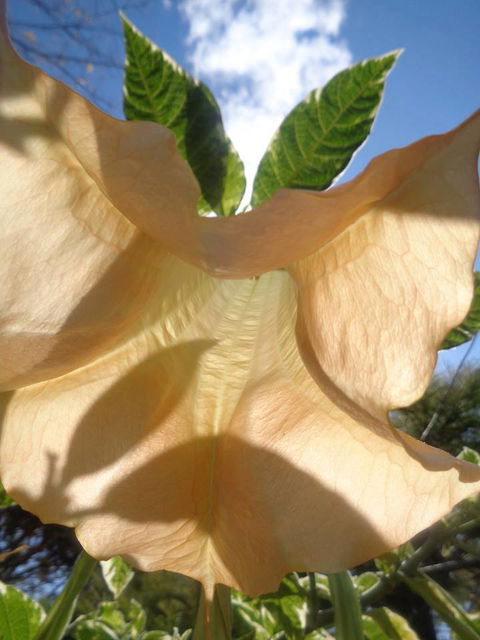 Marysworldart Bali Imports - Accommodation Georgetown 1