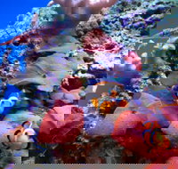 Tropical Marine Centre - Accommodation Georgetown