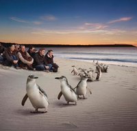 Down Under Thrills - Accommodation Georgetown