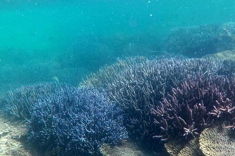 Abrolhos Island Half Day Fly And Flipper - Accommodation Georgetown 1