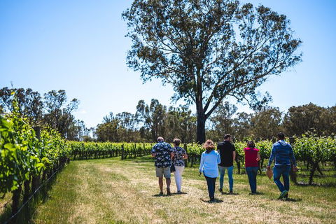 Upper Reach Winery: Swan Valley Winery And Vineyard Tour - Accommodation Georgetown 3