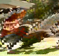 Very Best of Perth Tour - Wildlife Park  City Highlights Tour - Accommodation Georgetown