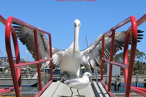 Kalgan Queen Scenic Cruises A Four Hour Sheltered Water Wildlife Tour Daily Fun. - Accommodation Georgetown 1