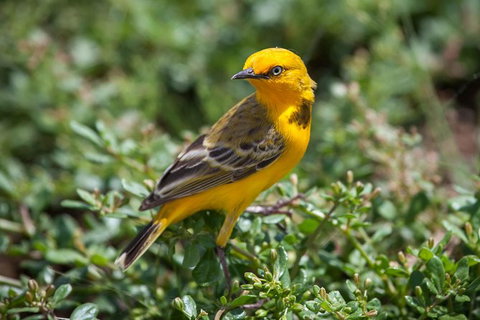 Lake Argyle Birdwatching Charter - Accommodation Georgetown 1