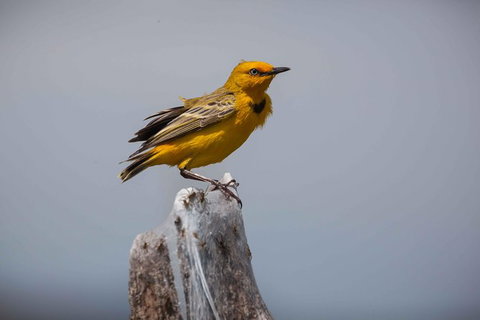 Lake Argyle Birdwatching Charter - Accommodation Georgetown 0