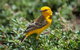 Lake Argyle Birdwatching Charter - thumb 5