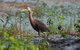 Lake Argyle Birdwatching Charter - thumb 9