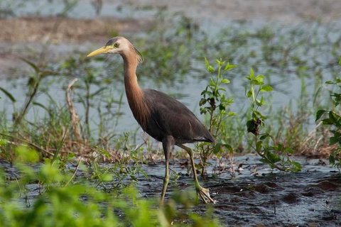 Lake Argyle Birdwatching Charter - Accommodation Georgetown 9