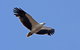 Lake Argyle Birdwatching Charter - thumb 4