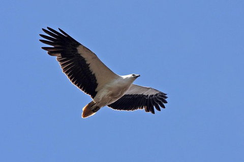 Lake Argyle Birdwatching Charter - Accommodation Georgetown 4