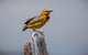 Lake Argyle Birdwatching Charter - thumb 2