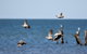 Lake Argyle Birdwatching Charter - thumb 8