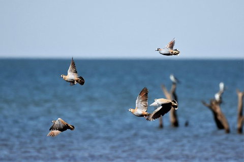 Lake Argyle Birdwatching Charter - Accommodation Georgetown 8