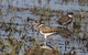 Lake Argyle Birdwatching Charter - thumb 7