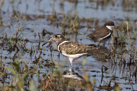 Lake Argyle Birdwatching Charter - Accommodation Georgetown 7