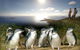 2-Day Phillip Island And Wilsons Promontory Tour From Melbourne - thumb 1