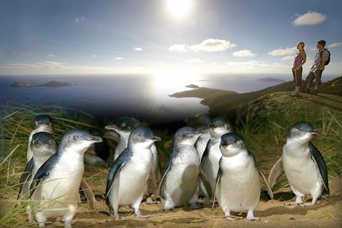 2-Day Phillip Island And Wilsons Promontory Tour From Melbourne - Accommodation Georgetown 1