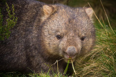 2-Day Phillip Island And Wilsons Promontory Tour From Melbourne - Accommodation Georgetown 6