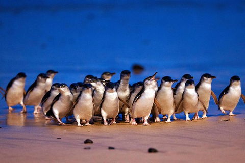 2-Day Phillip Island And Wilsons Promontory Tour From Melbourne - Accommodation Georgetown 7