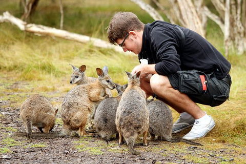 2-Day Phillip Island And Wilsons Promontory Tour From Melbourne - Accommodation Georgetown 8