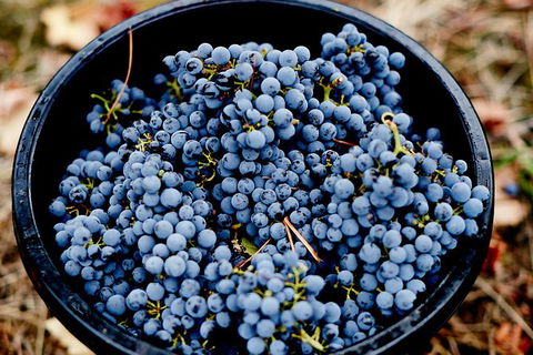 Melbourne City Tour And Half Day Yarra Valley In One Day - Accommodation Georgetown 2