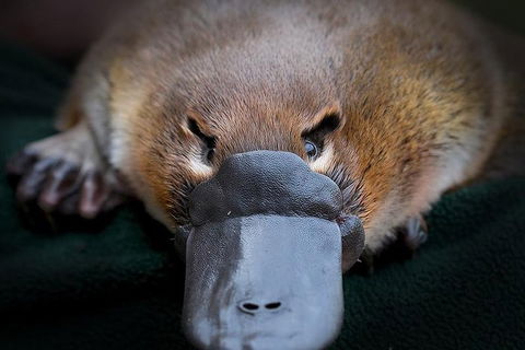 Meet A Platypus At Healesville Sanctuary - Accommodation Georgetown 0