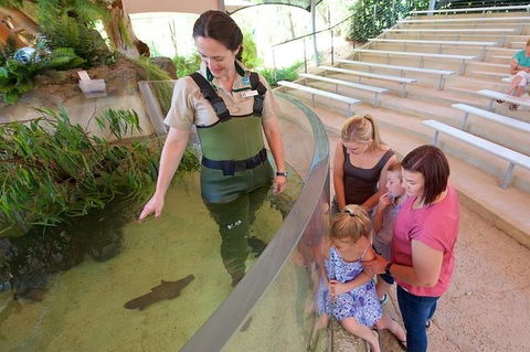 Meet A Platypus At Healesville Sanctuary - Accommodation Georgetown 1