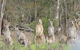 3-Day Small-Group Great Ocean Road And Australian Wildlife Tour From Melbourne - thumb 1
