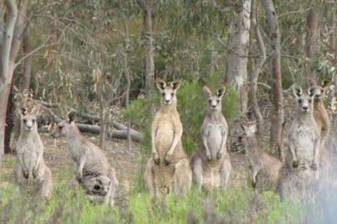 3-Day Small-Group Great Ocean Road And Australian Wildlife Tour From Melbourne - Accommodation Georgetown 1