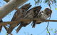 3-Day Small-Group Great Ocean Road And Australian Wildlife Tour From Melbourne - thumb 5