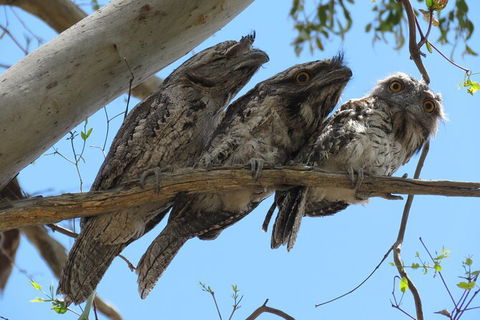 3-Day Small-Group Great Ocean Road And Australian Wildlife Tour From Melbourne - Accommodation Georgetown 5