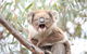 3-Day Small-Group Great Ocean Road And Australian Wildlife Tour From Melbourne - thumb 3